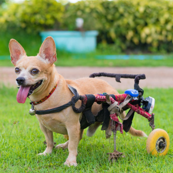 perros-con-discapacidad-motora.jpg